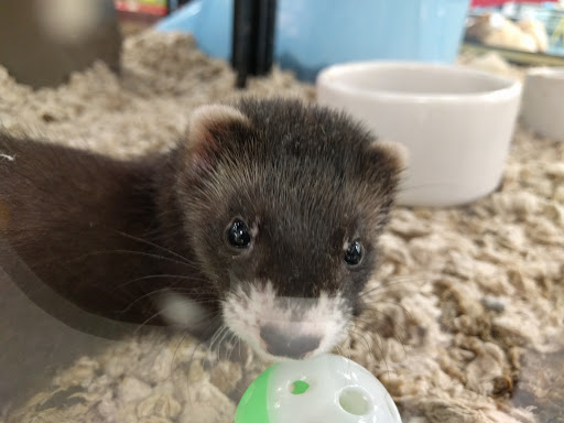 Pet Supply Store «Petco Animal Supplies», reviews and photos, 8111 W Broward Blvd, Plantation, FL 33324, USA