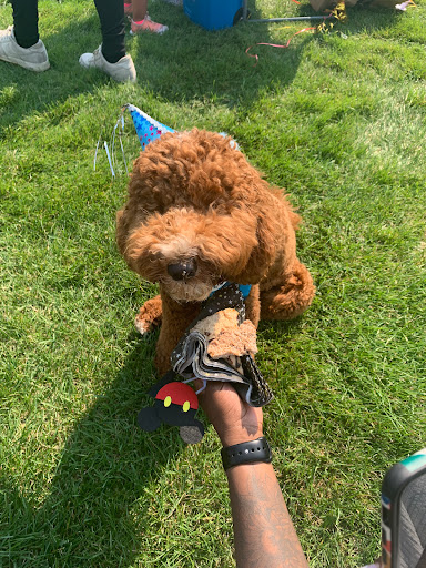 Pet Supply Store «Three Dog Bakery Inc», reviews and photos, 13904 Town Center Blvd # 200, Noblesville, IN 46060, USA