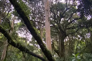 Bosque de Arrayanes image