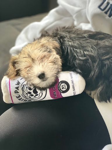 Pet Store «Puppy Palace», reviews and photos, 1250 US-130, Trenton, NJ 08638, USA