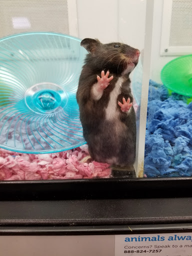 Pet Supply Store «Petco Animal Supplies», reviews and photos, 28400 Dequindre Rd, Warren, MI 48092, USA