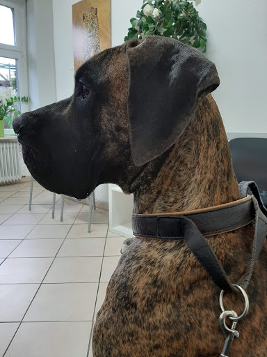 Tierarzt Kadlcik unter Wuppertal, Nordrhein-Westfalen