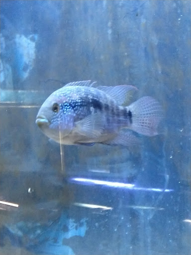 Aquarium «Sea Oddities», reviews and photos, 128 Broad St, Kingsport, TN 37660, USA