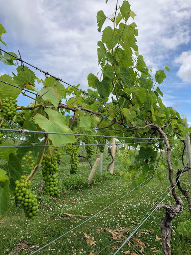 Winery «Madison County Winery», reviews and photos, 3021 St Charles Rd, St Charles, IA 50240, USA