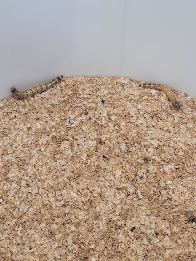 Pet Store «Moby Dick Pet Store Inc», reviews and photos, 3700 Sashabaw Rd, Waterford Twp, MI 48329, USA