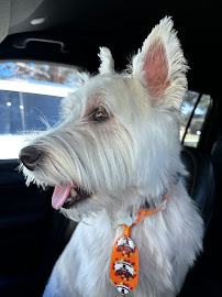 Wandering Paws Mobile Grooming - Photo 2 - Car repair in , San Angelo