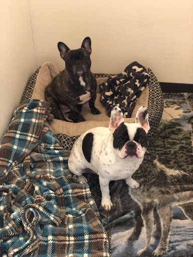 Pet Boarding Service «Howliday Inn Suites & Treats Pet Resort», reviews and photos, 1 Davis Ct, Hurricane, WV 25526, USA