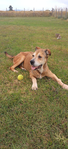 Pensioni per cani e dog hotel a dogsitter ardea pensione