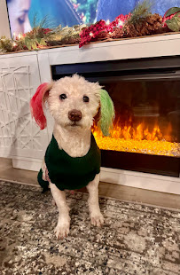 All 4 Paws Grooming - Photo 4 - Car repair in Friendswood, TX, League City