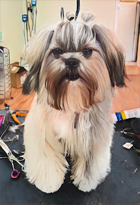 The Pawsitive Look - Photo 4 - Car repair in West Springfield, MA, Springfield