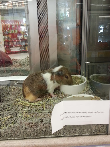 Pet Supply Store «Petco Animal Supplies», reviews and photos, 1624 Governors Square Blvd, Tallahassee, FL 32301, USA