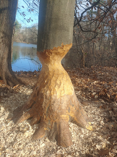 State Park «Cochituate State Park», reviews and photos, 43 Commonwealth Rd, Natick, MA 01760, USA