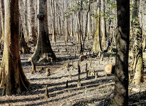 National Park «Congaree National Park», reviews and photos