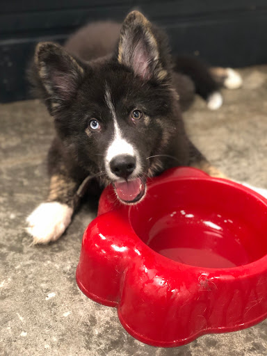 Dog Trainer «Mad 4 My Dog», reviews and photos, 702 E Temperance St, Ellettsville, IN 47429, USA