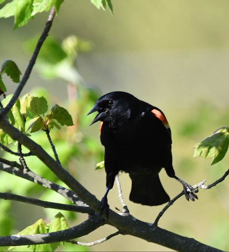 State Park «Squantum Point Park», reviews and photos, Miwra Haul Rd, Quincy, MA 02171, USA