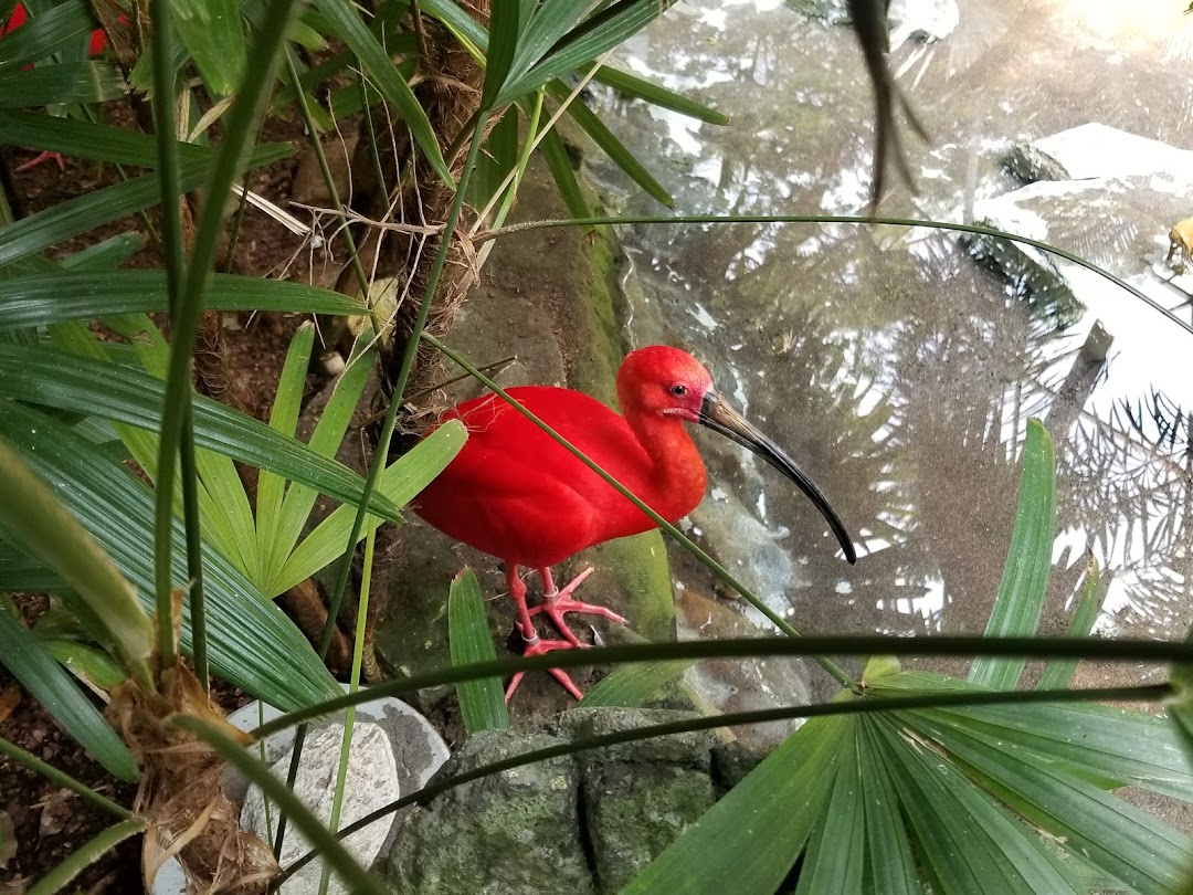 Forest Aviary