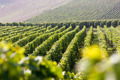 Champagne JM Goulard à Prouilly