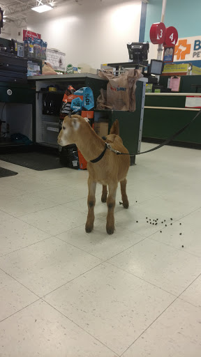 Pet Supply Store «PetSmart», reviews and photos, 213 Hartford Ave, Bellingham, MA 02019, USA