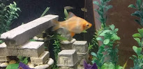 Desert Tropical Aquatics - Photo 8 - Car repair in Apache Junction, AZ, Mesa