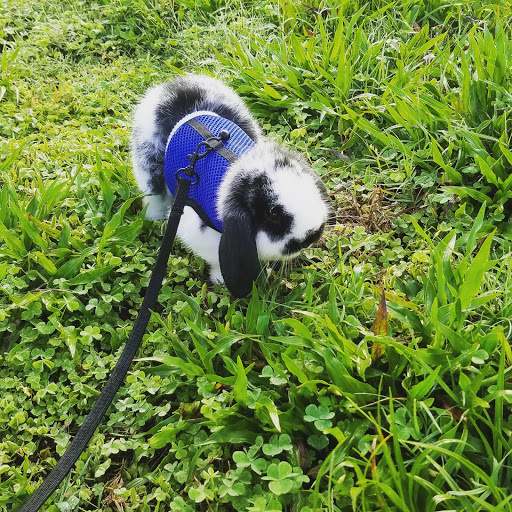 Pet Supply Store «Pet Supermarket», reviews and photos, 4445 E Bay Dr, Clearwater, FL 33764, USA