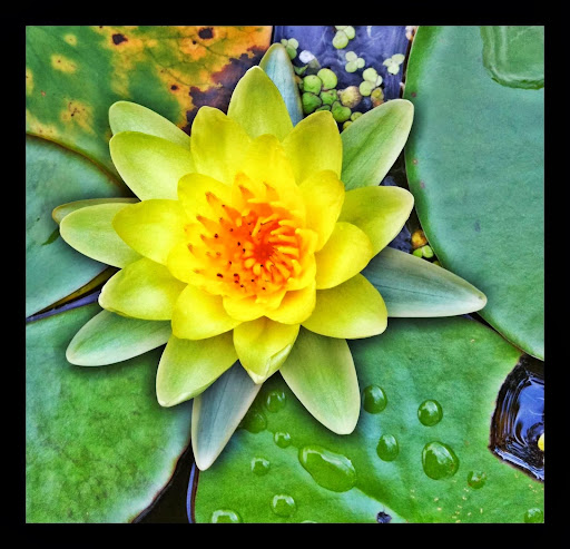 Pet Store «Dog Patch Pet & Feed», reviews and photos, 1108 E Ogden Ave, Naperville, IL 60563, USA