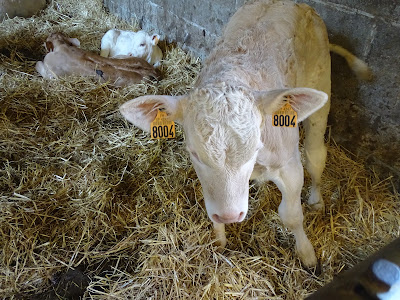 Ferme Bio Castel à Louvil
