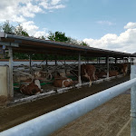 Photo n°17 de l'avis de Carmen.c fait le 12/05/2024 à 16:54 sur le  Kuhstallcafe Illkofen à Beratzhausen