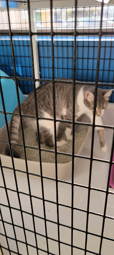 Pet Supply Store «Unleashed the Dog & Cat Store», reviews and photos, 7414 Creedmoor Rd, Raleigh, NC 27613, USA