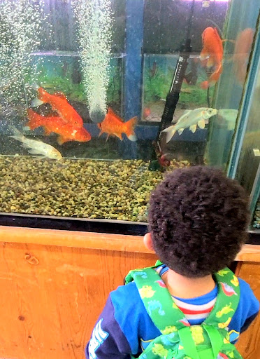 Pet Store «34 Pet Shop», reviews and photos, 3434 W Slauson Ave, Los Angeles, CA 90043, USA