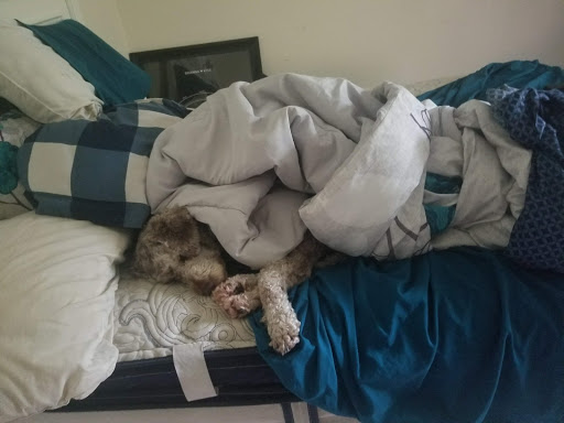 Pet Supply Store «PetSmart», reviews and photos, 1110 NY-112, Port Jefferson Station, NY 11776, USA