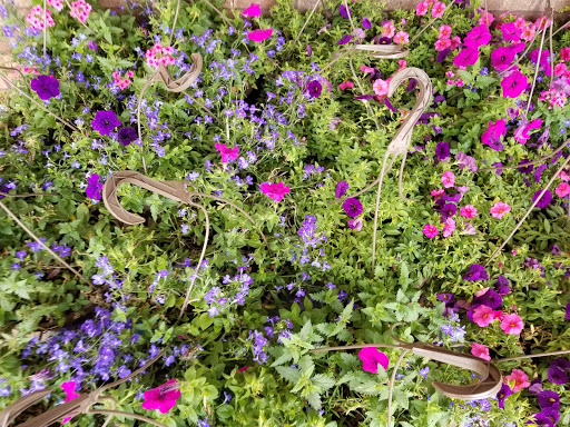 Grocery Store «Food Lion», reviews and photos, 1903 SC-544, Conway, SC 29526, USA