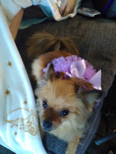 Pet Supply Store «Petco Animal Supplies», reviews and photos, 1310 Tingle Cir E b, Mobile, AL 36606, USA