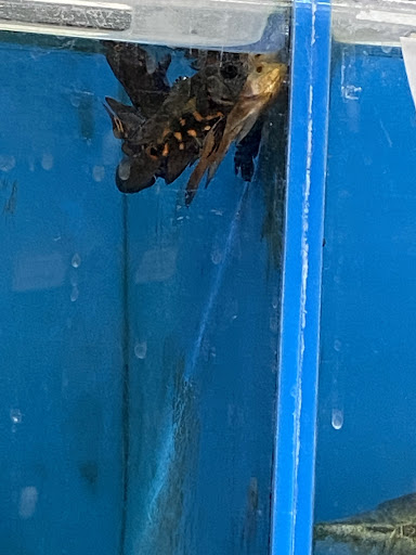 Pet Store «Pets Plus - Quakertown», reviews and photos, 117 S West End Blvd, Quakertown, PA 18951, USA