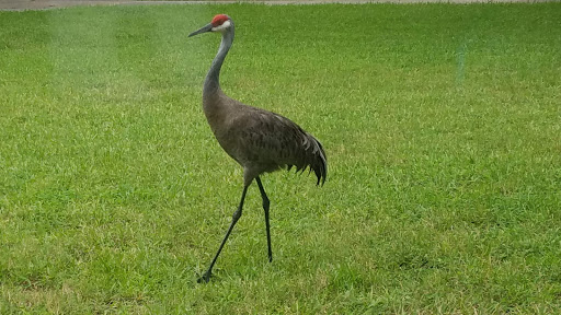 Shopping Mall «Northgate Shopping Centre», reviews and photos, 101 E International Speedway, DeLand, FL 32724, USA