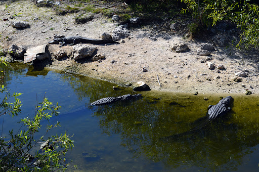 Visitor Center «Big Cypress Swamp Welcome Center», reviews and photos