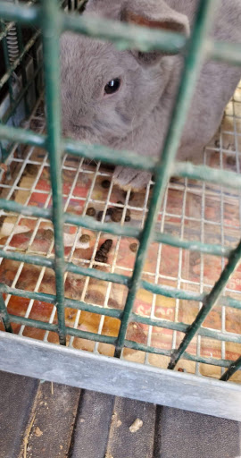 Flea Market «Virginia Bazaar», reviews and photos, 8436 Ladysmith Rd, Ruther Glen, VA 22546, USA