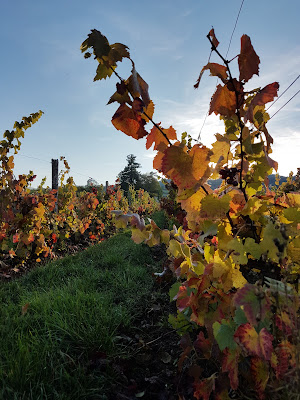 Domaine de la Rochette à Villemontais