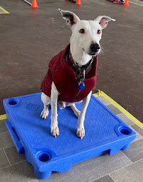 KK9 Dog Training LLC - Photo 7 - Car repair in Loveland, CO, Fort Collins