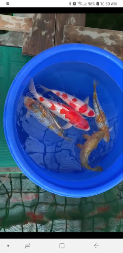 Cali Koi image