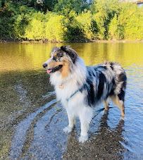 DogSpeak Dog Training, Behavior and Pet Sitting - Photo 8 - Car repair in , Modesto