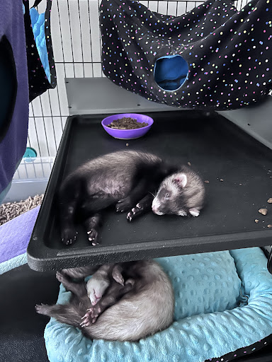 Pet Store «All Pets Club», reviews and photos, 1167 N Colony Rd, Wallingford, CT 06492, USA