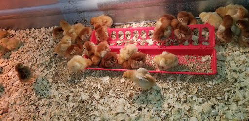 Hardware Store «Westlake Ace Hardware 109», reviews and photos, 550 US-175 Frontage Rd #108, Seagoville, TX 75159, USA