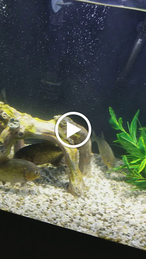 Tropical Fish Store «Tropi-Quatics Pet Center», reviews and photos, 337 S Main St, Lombard, IL 60148, USA