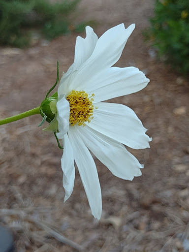 Park «Tumbleweed Park», reviews and photos, 745 E Germann Rd, Chandler, AZ 85286, USA