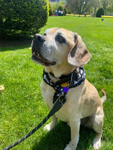 Pet Supply Store «Pet Supply Outlet», reviews and photos, 150 Spaulding Tpke, Portsmouth, NH 03801, USA