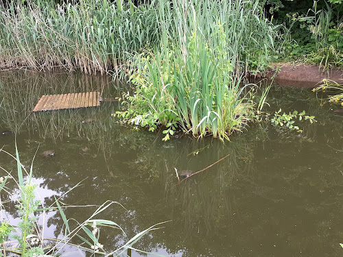 Mare aux Tortues du Parc des Chanteraines à Villeneuve-la-Garenne