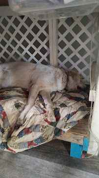 Mountain Veterinary Hospital