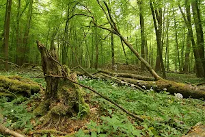 Hainich National Park image