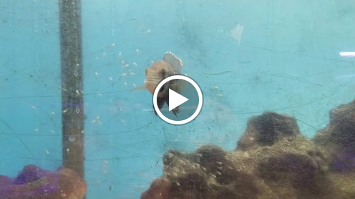 Pet Supply Store «Pet Club San Mateo», reviews and photos, 1850 S Norfolk St, San Mateo, CA 94403, USA