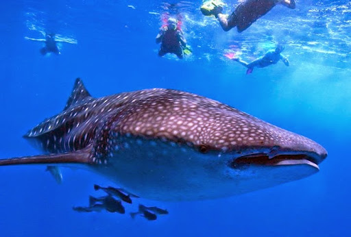 Dive Shop «Orbit Marine Sports Center Inc», reviews and photos, 3273 Fairfield Ave, Bridgeport, CT 06605, USA